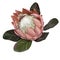 Protea. watercolor pink Proteus. A flower is realistic on a white background. pink petals and white core detailed