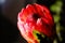 Proteaceae flower bud closeup