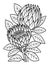 Proteas Flower Coloring Page for Adults