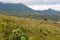 Proteas in the Maluti Mountains