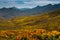 Proteas over a mountain pass