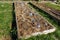 protected cultivation with water bottles in a raised wooden bed in the organic vegetable garden. planting in the vegetable garden