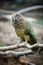 Protected mountain parrot, Kea, Nestor notabilis, endangered brown-green parrot from South Island, New Zealand, sitting on a rock