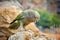 Protected mountain parrot, Kea, Nestor notabilis, endangered brown-green parrot from South Island, New Zealand, sitting on a rock