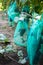 Protected ripe grapes with fine mesh bags hanging on branches