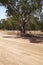 Protected tree on a road construction site.