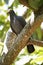 Protected White Crowned Pigeon