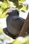 Protected White Crowned Pigeon in portrait view