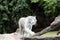 Protected white tiger in the wilderness.