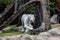 Protected white tiger in the wilderness.