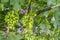 Protecting grape bushes from fungal disease or vermin with pressure sprayer