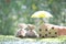 Protection, Coins money in the bag under the umbrella and model house on natural green background, Finance insurance and Safe