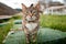 Protection of pets. Cat face close-up. A striped stray cat walks in the park. World Cat Day concept