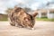 Protection of pets. Homeless hungry tabby cat eats food on the street. Close-up. World Cat Day concept