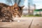 Protection of pets. Homeless hungry tabby cat sitting near of a food on the street. Close-up. Side view. Shelter for