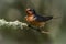 Protective Barn Swallow watching the nest