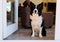 Protective Border Collie Sits Indoors in front of White Door