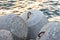 Protective concrete tetrapods protecting from high waves and tsunamis, Japan