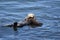 Protective Mother Sea Otter With Her Baby in Morro Bay