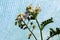 Protective net over Litchi tomato or Solanum sisymbriifolium plant with white flowers surrounded with fruits in spiny green husk