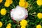 Protective respirator lying on the grass among yellow dandelions outdoors