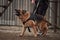 Protective training of German shepherd dog. Shepherd black and red color of working breeding from kennel. Dog protects its owner