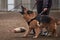 Protective training of German shepherd dog. Shepherd black and red color of working breeding from kennel. Dog protects its owner