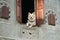 Protective Watch Dog Looking Through His open first floor Window. Cute dog waits and waits for his family to come home in Asia.