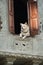 Protective Watch Dog Looking Through His open first floor Window. Cute dog waits and waits for his family to come home in Asia.