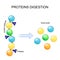 Protein digestion. Enzymes proteases are digestion breaks the protein into single amino acids