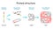 Protein structure levels. From Amino acid to Alpha helix, Beta sheet, peptide, and protein molecule