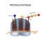 Protein Synthesis. Ribosome assemble protein molecules.