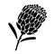 Proteus flower silhouette. Graphic african exotic plant. Flower bud for logo, embossing, designer prints on clothes