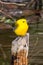 Prothonotary warbler