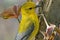 Prothonotary Warbler