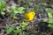 Prothonotary Warbler