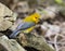 Prothonotary Warbler