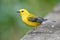 Prothonotary Warbler on boardwalk hiking trail at Phinizy Swamp Nature Park, Georgia