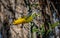 Prothonotary Warbler  (Protonotaria citrea