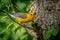 Prothonotary Warbler  (Protonotaria citrea