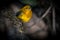 Prothonotary Warbler  (Protonotaria citrea