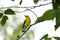 Prothonotary Warbler (Protonotaria citrea)