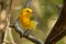 Prothonotary warbler - Protonotaria citrea small yellow songbird of the New World warbler family, the only member of the genus