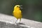 Prothonotary Warbler singing on boardwalk hiking trail at Phinizy Swamp Nature Park, Georgia