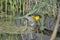 Prothonotary Warbler in springtime