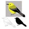 Prothonotary warbler ,vector illustration ,flat style ,lining draw