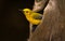 Prothonotary Warbler Yellow Bird in Nesting Cypress Cavity