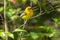 Prothonotory Warbler