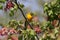 Prothonotory Warbler Singing
