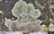 Protoparmeliopsis muralis is a waxy looking, pale yellowish green crustose lichen that usually grows in rosettes radiating